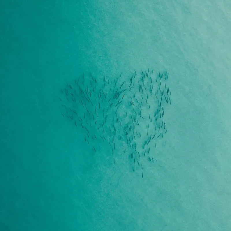 Fish in ocean from above