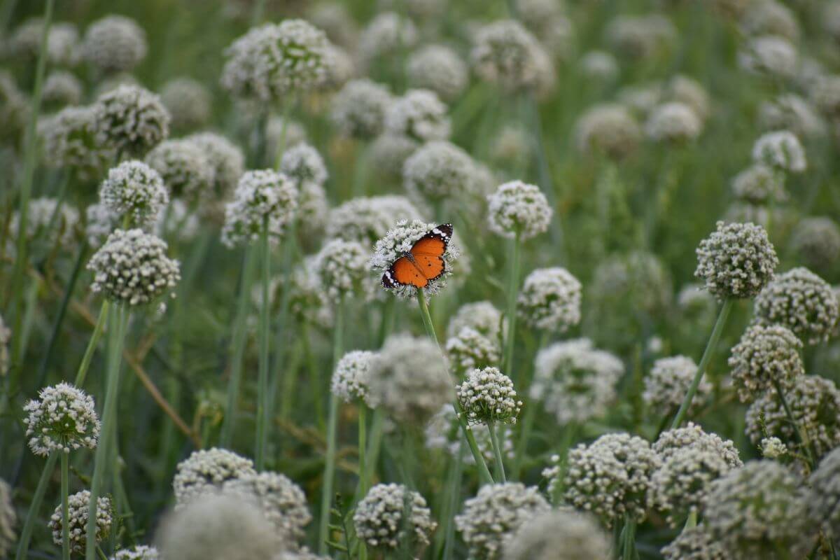 Wild butterfly sitting on flower in garden