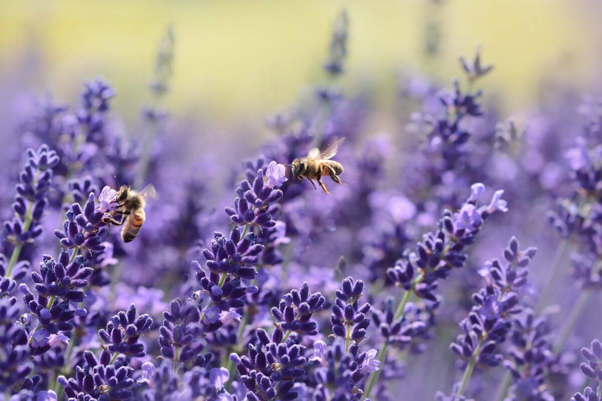 Bees pollinating purple flowers