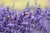 Bees pollinating purple flowers