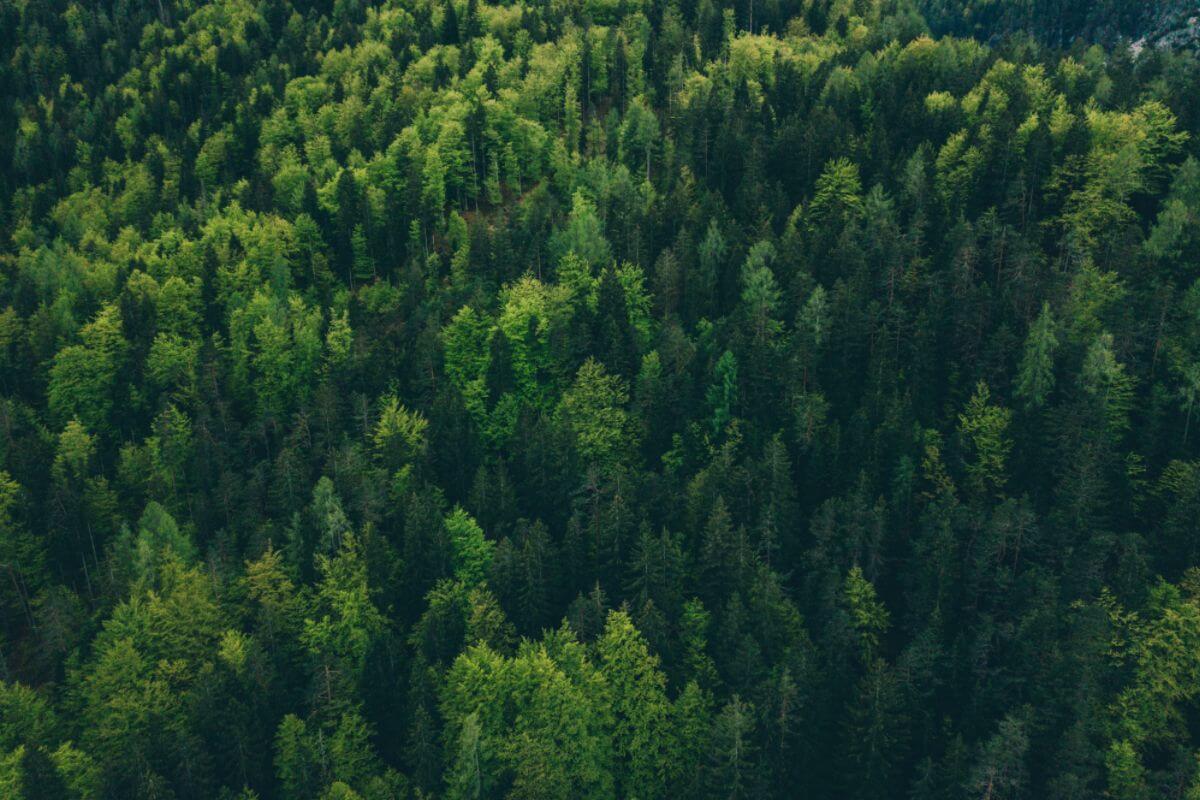 How To Deal With Eco Anxiety In The Wake Of COP26