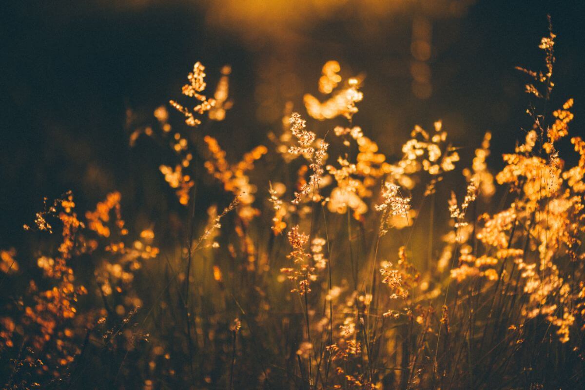 7 Eco-friendly New Year's Resolutions For 2022