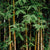 Brown bamboo with green leaves