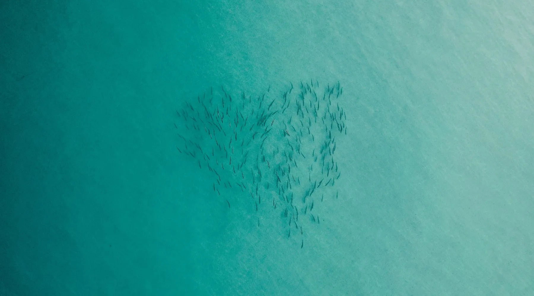 Fish in sea from above