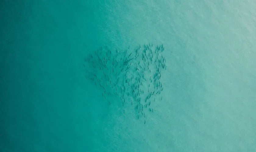 Fish in sea from above