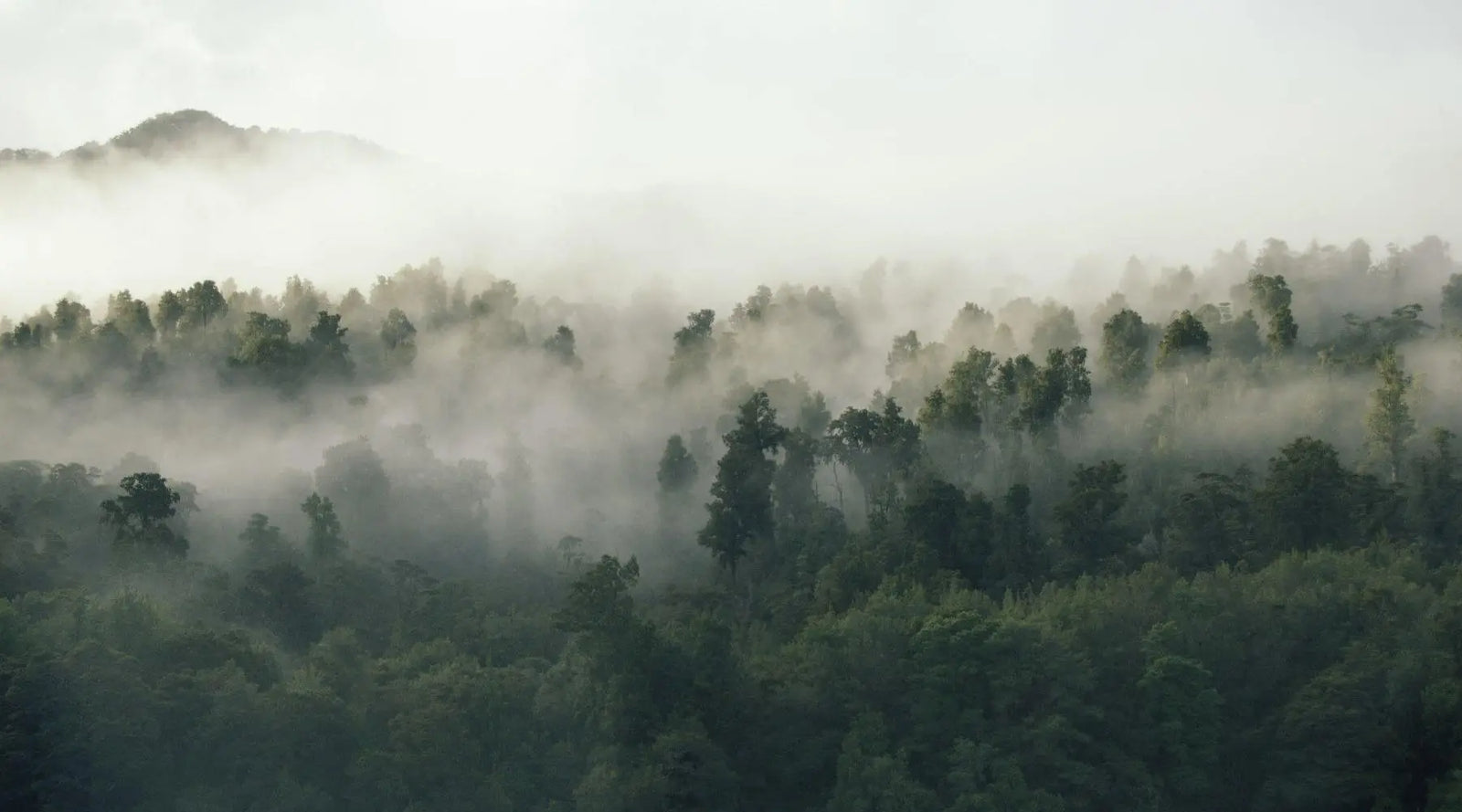 Fog and mist amongst green forest