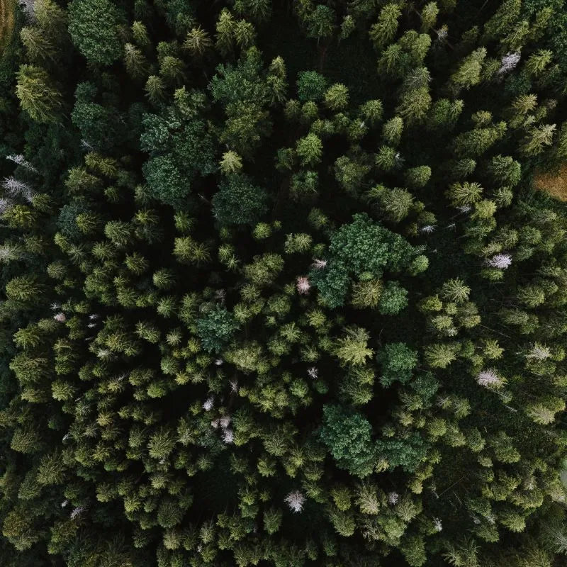 Green forest birds eye view