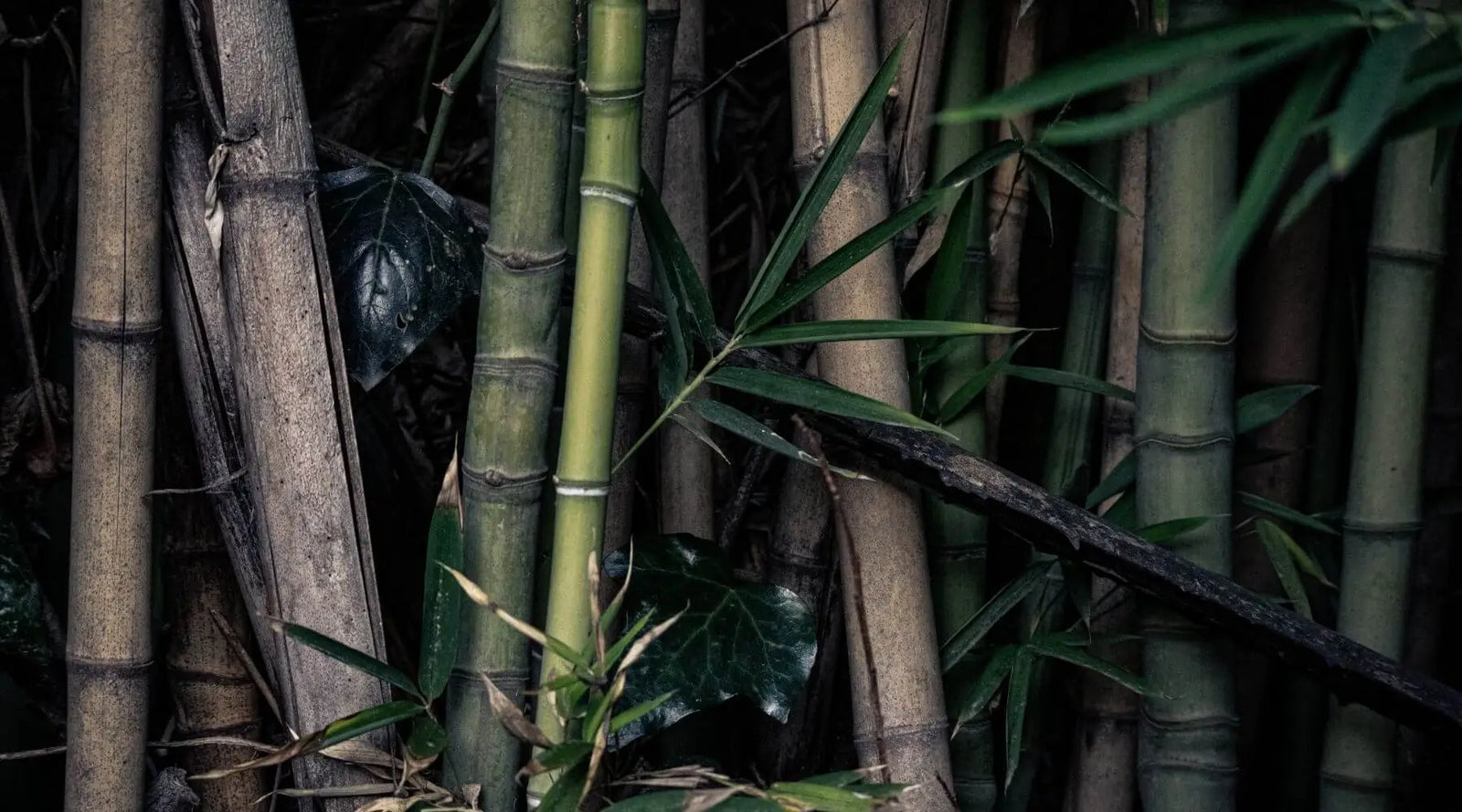 Brown and green bamboo