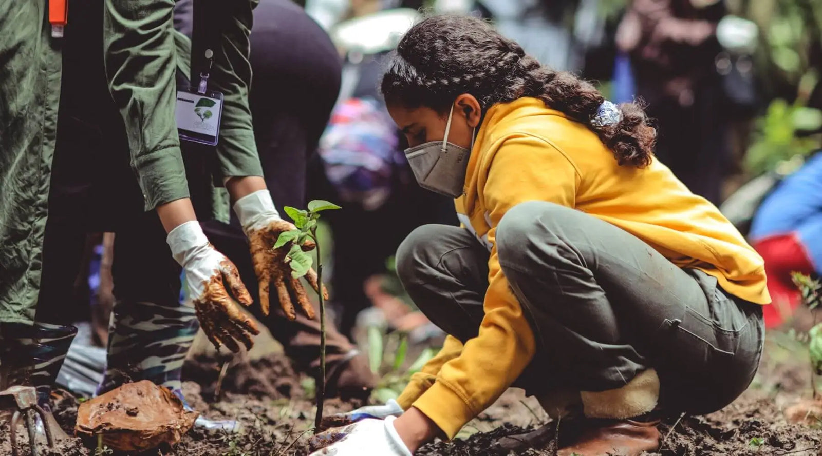 Young child in yellow jumper planting sapling